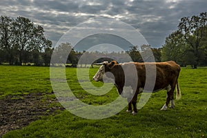 An impressive bull in a field close to the Hockley viaduct at Winchester, UK