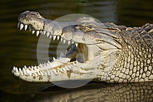 Impressive close up captures the fearsome jaw of a Nile crocodile