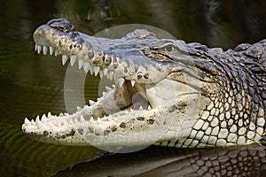 Impressive close up captures the fearsome jaw of a Nile crocodile