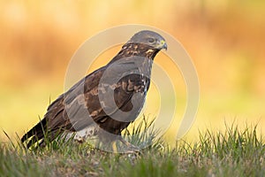 Impressive common buzzard sitting on the ground in fall.