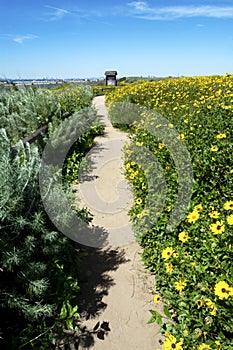 California Brittlebush Flowers Bloom in Spring at the Bolsa Chica Wetlands photo