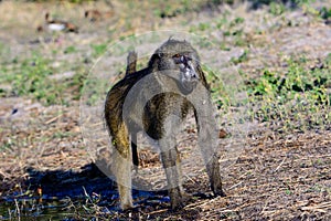 Impressive domineering stance of a Baboon