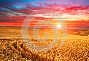 Impressive dramatic sunset over field of ripe wheat, colorful clouds in sky, crop season agricultures grain harvest