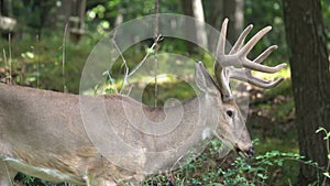 Impressive eight point buck in the new england woods