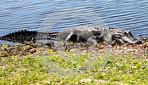 An impressive Florida Alligator sunning before going hunting.