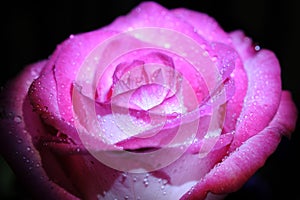 Impressive flower with drop of water in macro view