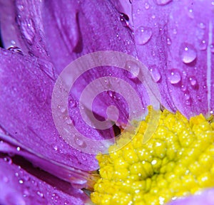 Impressive flower with drop of water in macro view