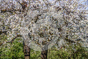 Impressive fruit tree blossom in april