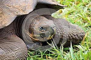 Impressive Giant Galapagos tortoise`s head