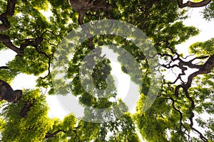 Impressive, green crown of tall, large elm tree with gnarled, twisted branches photo