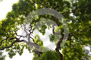 Impressive, green crown of tall, large elm tree with gnarled, twisted branches photo