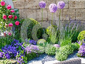 Impressive lilac soft pink giant leek plant in an idyllic border . violet purple colored garden setup in front of stone fence wall