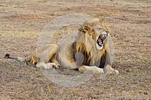 Impressive Lion