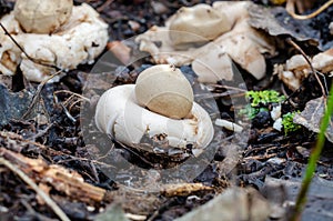 Impressive looks the Sessile Earthstar in park