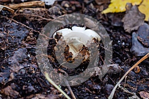 Impressive looks the Sessile Earthstar in park