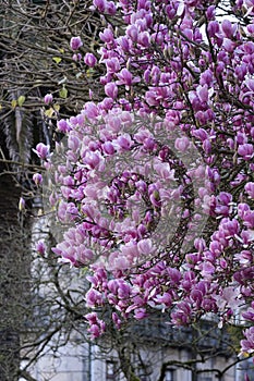 An impressive magnolia tree with pink flowers.