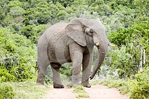 Impressive male elephant East Cape South Afrika