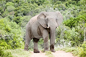 Impressive male elephant East Cape South Afrika