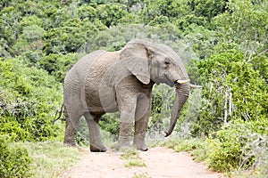 Impressive male elephant East Cape South Afrika photo