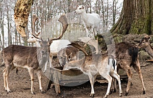 Impressive male fallow deer in an outdoor enclosure