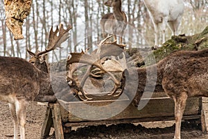 Impressive male fallow deer in an outdoor enclosure