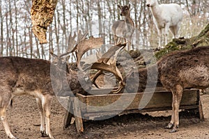 Impressive male fallow deer in an outdoor enclosure