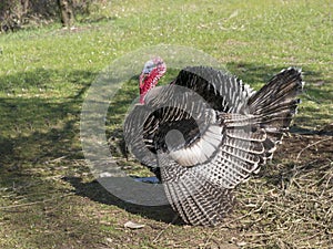 Impressive male farm turkey, free range, struts his stuff to impress the females nearby. Profile. Spring agricultural