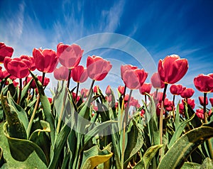 Impressive natural backgrount. Blooming pink tulips flowers on the Netherlands farm. Romantic spring view of flowers and deep blue