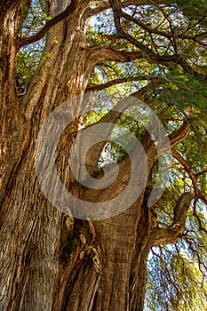 Impressive old cypress tree in Tule in Oaxaca state, Mexico