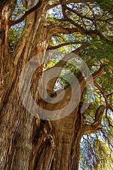 Impressive old cypress tree in Tule in Oaxaca state, Mexico photo