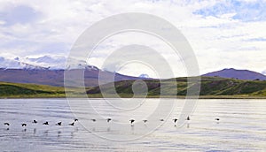 Impressive Panoramic View of Beagle channel with Flock of Cormorants Flying in Row, Ushuaia, Patagonia, Argentina