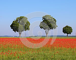 Impressive poppy field in Bavaria