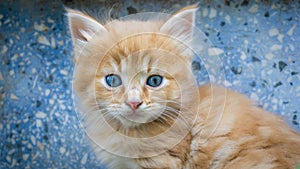 Impressive portrait of little cute kitten with blue eyes. Street tabby cat and lifestyle concept