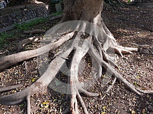 Impressive powerful tree roots stretching on the ground