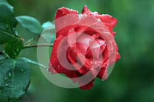 Impressive red rose and morning dew