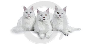 Impressive row of 3 solid white adult Maine Coons, Isolated on a white background.