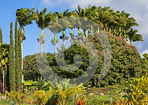 Impressive row of royal palms, Cook pine, and other vegetation on the island of Maui in the state of Hawaii.