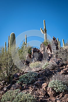 Saguaro cactus in the Desert