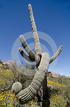 Impressive Saguaro on Pinnacle Peak park trail