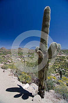 Impressive saguaro on Pinnacle Peak park trail photo