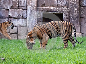 Impressive specimen adult sumatran tiger on the grass