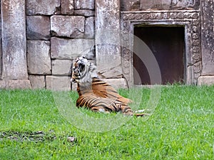 Impressive specimen adult sumatran tiger on the grass