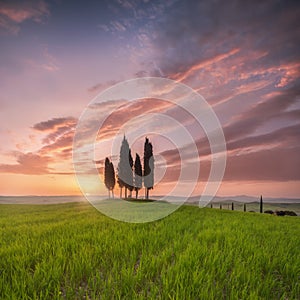 Impressive spring landscape,view with cypresses trees ,Tuscany,Italy. Beautiful background