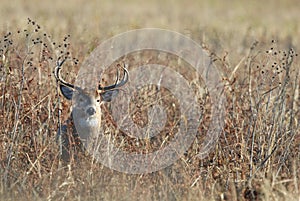 Impressive Stag