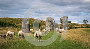 Impressive standing stones from the historic circle in Avebury Wiltshire. Sheep can be seen grazing amongst the massive rocks