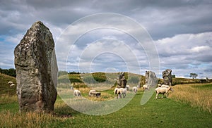 Impressive standing stones from the historic circle in Avebury Wiltshire. Sheep can be seen grazing amongst the massive rocks