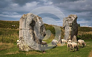 Impressive standing stones from the historic circle in Avebury Wiltshire. Sheep can be seen grazing amongst the massive rocks