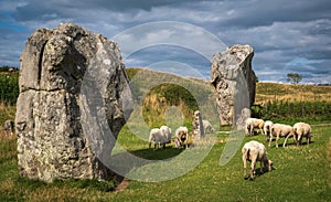 Impressive standing stones from the historic circle in Avebury Wiltshire. Sheep can be seen grazing amongst the massive rocks