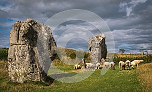 Impressive standing stones from the historic circle in Avebury Wiltshire. Sheep can be seen grazing amongst the massive rocks