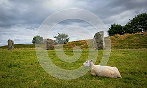 Impressive standing stones from the historic circle in Avebury Wiltshire. Sheep can be seen grazing amongst the massive rocks